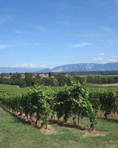 2016 Weinreise Genf